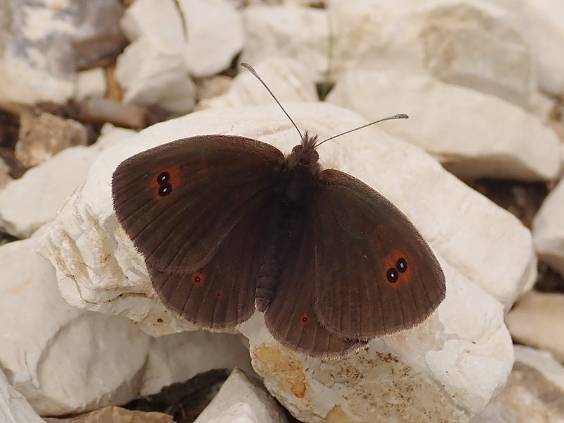 Erebia ottomana
